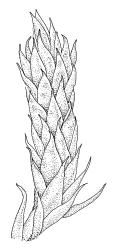 Sauloma tenella, portion of shoot, moist. Drawn from isotype of Sauloma macrospora Sainsbury, R. Mundy s.n., 30 July 1926, CHR 466230.
 Image: R.C. Wagstaff © Landcare Research 2017 
